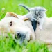 A lab and a kitten lie in the grass