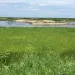 Birds wade in the marshy waters off Poplar Island