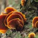 Neon orange fungi growing on the side of a moss-covered tree truck. 