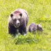 Grizzly bears. Photo by Jacob W. Frank, National Park Service