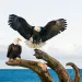 Bald eagle (Haliaeetus leucocephalus) landing in dead tree, Homer, Alaska Photo by Josh Miller/Getty Images