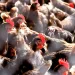 A densely packed group of chickens. 
