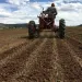 Photo Courtesy of Mountain Roots Produce