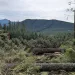 A lush forest in Washington ruin by logging, with deadfall in the foreground.