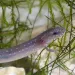 A mauve salamander with external gills, in the water, in front of some green plant matter