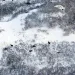 An aerial shot of moose against a backdrop of snow