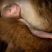 A sleeping baby reddish-orange toque macaque is cradled against its mother. Its right hand is draping down.