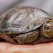 bog turtle