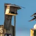 Two purple martins are sitting on makeshift wooden bird boxes (labeled 14 and 15) attached to a piling, and two birds are flying nearby against a blue sky.