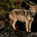 A beige and brown wolf stands on a rock next to a tree at night