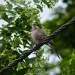 A dove sits on a black metal braided wire next to a tree