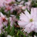 Close-up of cherry blossoms on the ground in grass