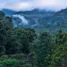 A verdant cloud forest in Ecuador with clouds rising in the background