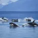 Pod of Killer Whales in Frederick Sound. | Photo by Ron Sanford/Getty Images