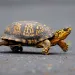 A male Eastern Box Turtle moves across a path at Wildwood Lake Sanctuary in Harrisburg, Penn