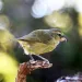 A KIWIKIU rest on a branch
