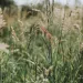 A closeup of tall grasses