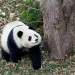 Qing Bao paces in her enclosure at the National Zoo on Friday, January 24, 2025 in Washington, DC |Photo by Oliver Contreras/Sipa via AP 