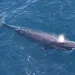 a rice's whale breaches the water's surface