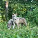 Gray wolves in a lush Minnesota forest. 