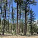 Gila National Forest. Ponderosa pine stand, that exhibits old growth characteristics.