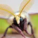 Close-up of a luna moth on a hand. Its face and antennae face the camera.