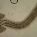 Close-up photo of a trypanorhynch tapeworm with its four tentacles