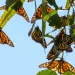 Bright orange, yellow, and black monarch butterflies perch on green leafy branches.