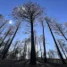 This April 12, 2023 image shows burned trees in the mountains near Las Vegas, New Mexico, a year after prescribed burn operations by the U.S. Forest Service sparked the Calf Canyon/Hermits Peak Fire.