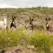 A lineup of five burros look into the camera with an arid ridge in the background and shrubs in the foreground. 