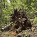 Two Helene-toppled tree remnants on the campus of the NC Arboretum showing typical complete root ball upheaval