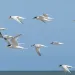 Flying seabirds. The roseate tern (Sterna dougallii) is a tern in the family Laridae. Photo by Afonso Farias 