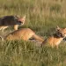 At sunset with warm light shining, three of five wild swift fox pups play and run by their den in the tall, green grass in the Pawnee National Grasslands on the north-eastern plains of Colorado. One pup tracks a flying beetle while another sticks his head into the den and another keeps a look out. 