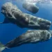 A pod of sperm whale congregates near the surface of the sea.