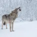 Gray howling wolf on the background of the forest