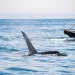 An orca dorsal fin pierces the surface of the water as a tug boat lingers in the background.