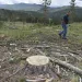 Blaine Cook, a retired U.S. Forest Service forest management scientist, is seen walking through a logging site in the Black Hills National Forest, on July 14, 2021, near Custer City, S.D. Cook said his monitoring work last decade showed too many trees were being cut from the forest. (AP Photo/Matthew Brown) 