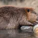 A beaver in profile pushing a branch out of the water