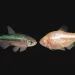Photo by Daniel Castranova/NICHD/NIH