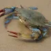 A blue crab scuttles in shallow water on the shore.
