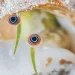 Close-up of a conch's two orange, black, and white eyes poking out of a shell.