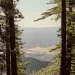 View in between trees looking down from Pine Mountain near Ojai, California