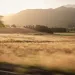 Blurry photo taken from a car shows a field of dried grass with forested mountains in the background.