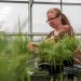  Terra Lubin works on a potting bench inside a greenhouse, with pots of grass in the foreground.