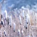 Close-up of snow-covered bulrush/cattails