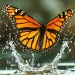 Underside view of an orange, yellow, white, and black monarch butterfly emerging from water, with water splashing up behind it.