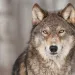 A gray wolf looks into the camera with soulful eyes and a blurred backdrop of paperbirch and snow