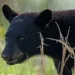 A Florida black bear cub wades through tall grass.