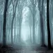 A pathway cuts through a fog enshrouded beech forests 