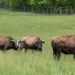 Three bison stand in a grassy paddock in rural Pennsylvania with a lush, summer forest in the background. 
